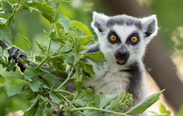 Zoo Schoenbrunn DanielZupanc